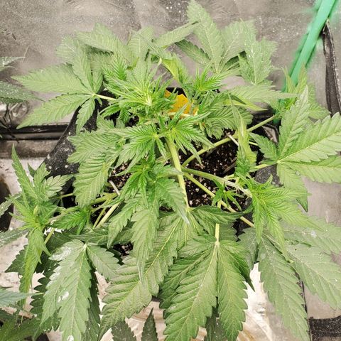 Zamaldiberry Auto 🍒 1 growlog timeline photo
