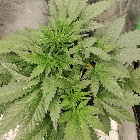 Zamaldiberry Auto 🍒 1 growlog timeline photo