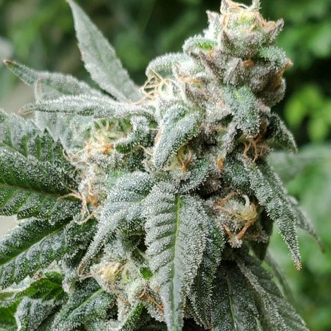 Dragon Fruit 🐲 5a growlog timeline photo