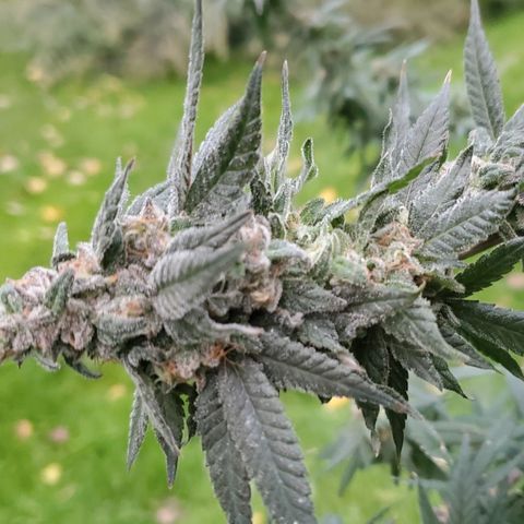 Dragon Fruit 🐲 5a growlog timeline photo