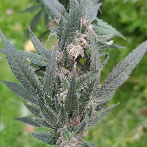 Dragon Fruit 🐲 5a growlog timeline photo