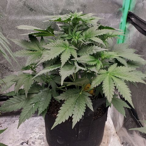 Zamaldiberry Auto 🍒 1 growlog timeline photo
