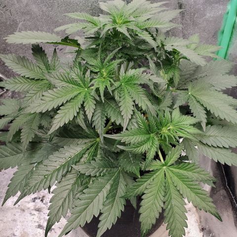 Zamaldiberry Auto 🍒 1 growlog timeline photo