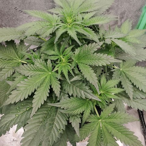 Zamaldiberry Auto 🍒 1 growlog timeline photo