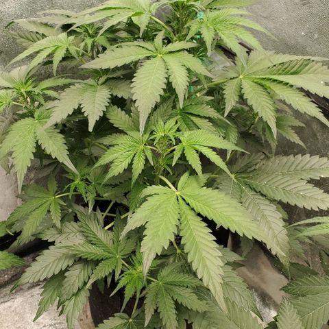 Zamaldiberry Auto 🍒 1 growlog timeline photo