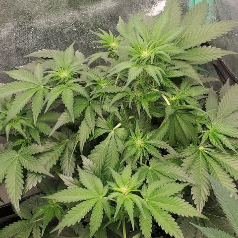 Zamaldiberry Auto 🍒 1 growlog timeline photo