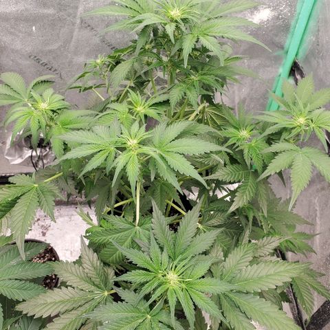 Zamaldiberry Auto 🍒 1 growlog timeline photo