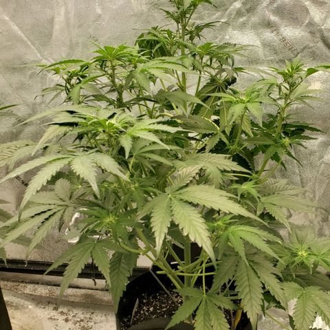 Zamaldiberry Auto 🍒 1 growlog timeline photo