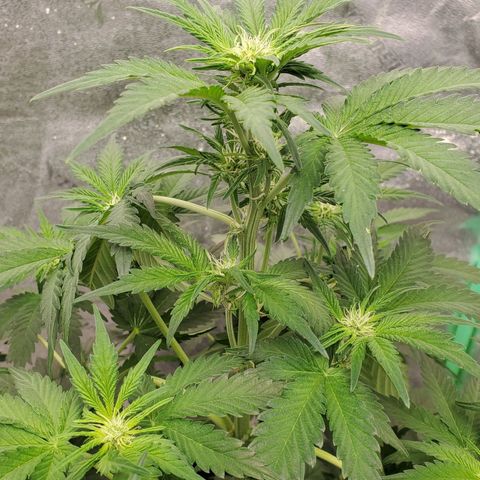 Zamaldiberry Auto 🍒 1 growlog timeline photo