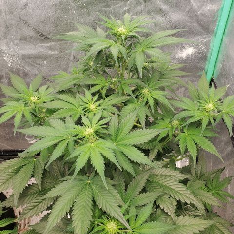 Zamaldiberry Auto 🍒 1 growlog timeline photo