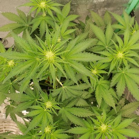 Zamaldiberry Auto 🍒 1 growlog timeline photo
