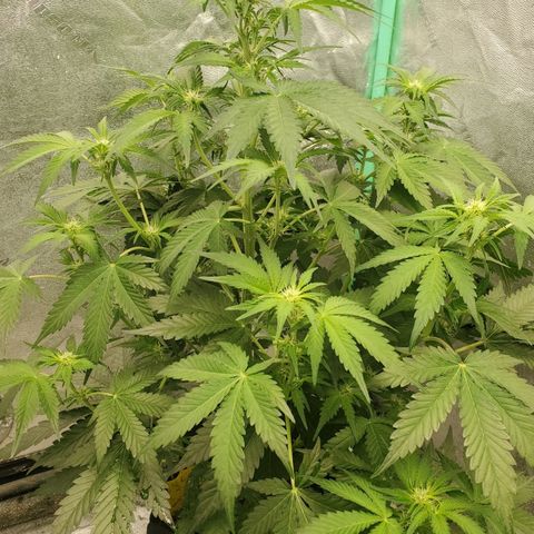 Zamaldiberry Auto 🍒 1 growlog timeline photo