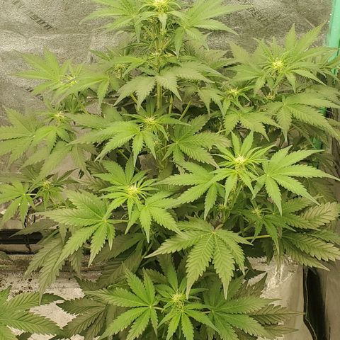Zamaldiberry Auto 🍒 1 growlog timeline photo