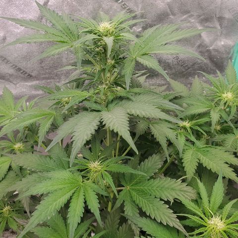 Zamaldiberry Auto 🍒 1 growlog timeline photo