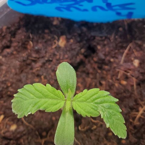 Dragon Mints 4💥 [4/29] growlog timeline photo