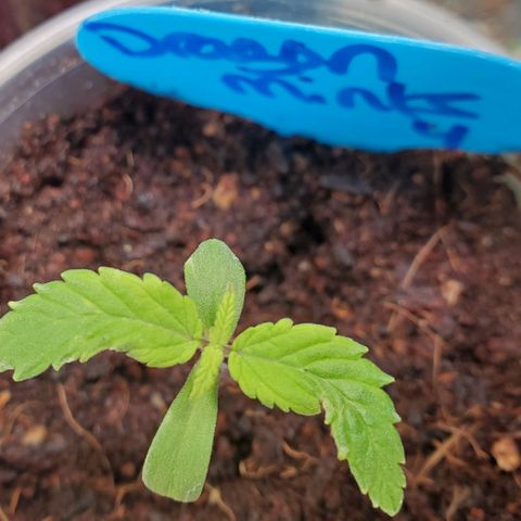 Dragon Mints 4💥 [4/29] growlog timeline photo