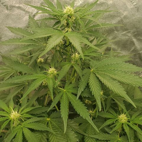Zamaldiberry Auto 🍒 1 growlog timeline photo