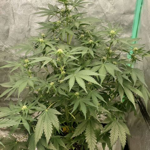 Zamaldiberry Auto 🍒 1 growlog timeline photo
