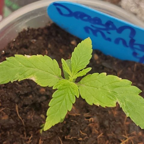 Dragon Mints 4💥 [4/29] growlog timeline photo