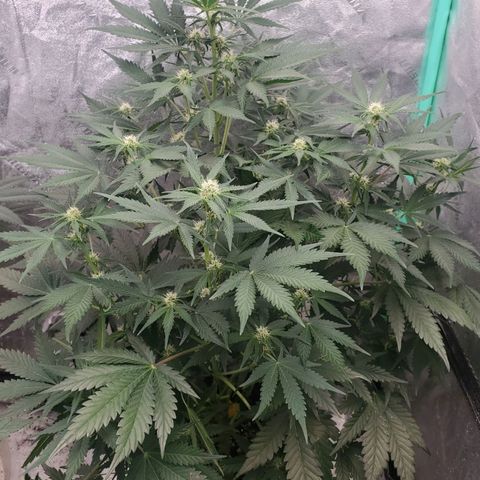 Zamaldiberry Auto 🍒 1 growlog timeline photo