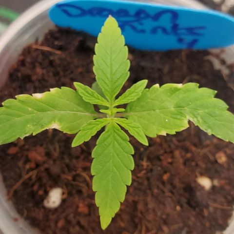 Dragon Mints 4💥 [4/29] growlog timeline photo