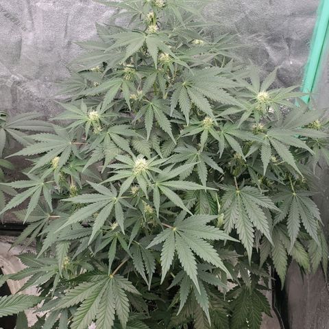 Zamaldiberry Auto 🍒 1 growlog timeline photo