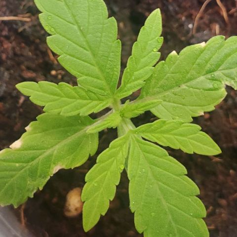 Dragon Mints 4💥 [4/29] growlog timeline photo