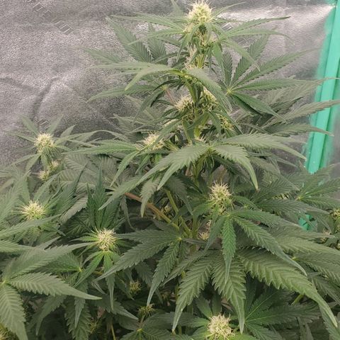 Zamaldiberry Auto 🍒 1 growlog timeline photo