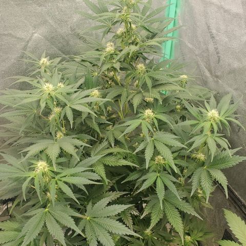 Zamaldiberry Auto 🍒 1 growlog timeline photo