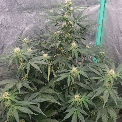 Zamaldiberry Auto 🍒 1 growlog timeline photo