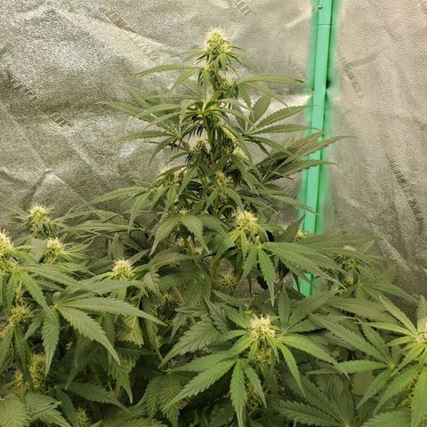 Zamaldiberry Auto 🍒 1 growlog timeline photo
