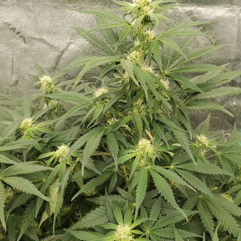 Zamaldiberry Auto 🍒 1 growlog timeline photo