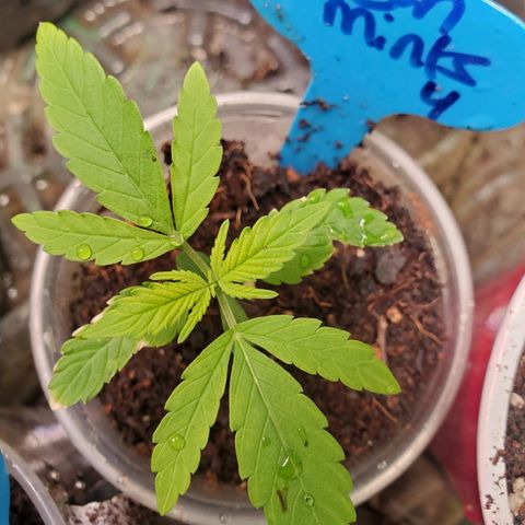 Dragon Mints 4💥 [4/29] growlog timeline photo