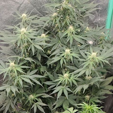 Zamaldiberry Auto 🍒 1 growlog timeline photo