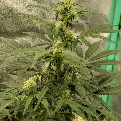 Zamaldiberry Auto 🍒 1 growlog timeline photo