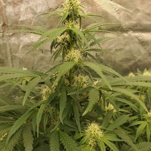 Zamaldiberry Auto 🍒 1 growlog timeline photo