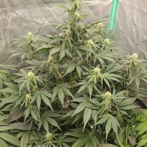 Zamaldiberry Auto 🍒 1 growlog timeline photo