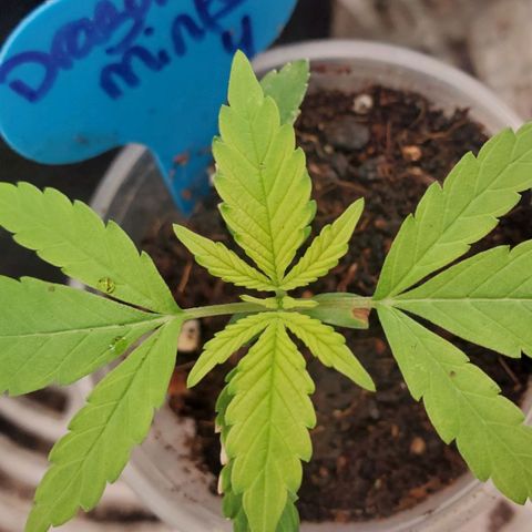 Dragon Mints 4💥 [4/29] growlog timeline photo
