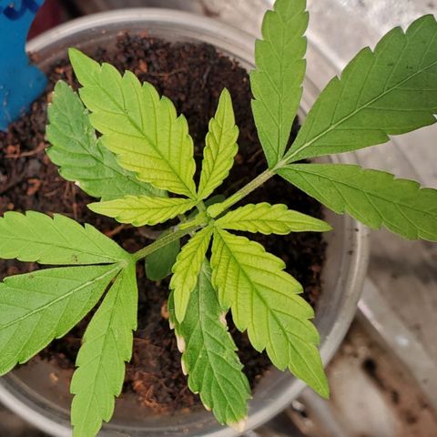 Dragon Mints 4💥 [4/29] growlog timeline photo