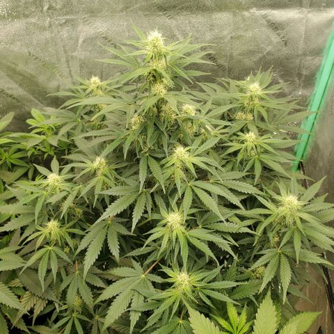 Zamaldiberry Auto 🍒 1 growlog timeline photo