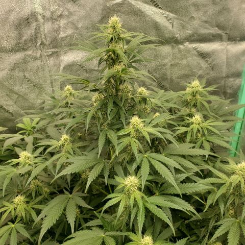 Zamaldiberry Auto 🍒 1 growlog timeline photo