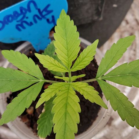 Dragon Mints 4💥 [4/29] growlog timeline photo