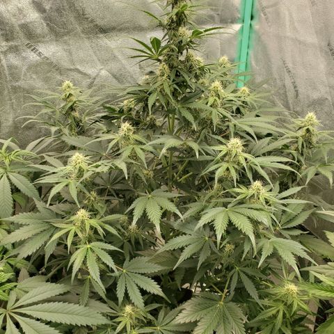 Zamaldiberry Auto 🍒 1 growlog timeline photo