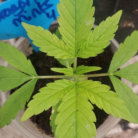 Dragon Mints 4💥 [4/29] growlog timeline photo