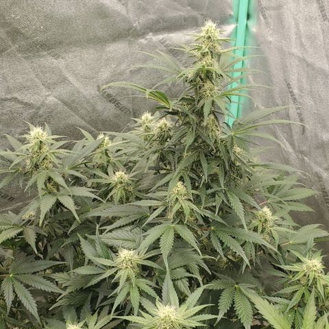 Zamaldiberry Auto 🍒 1 growlog timeline photo