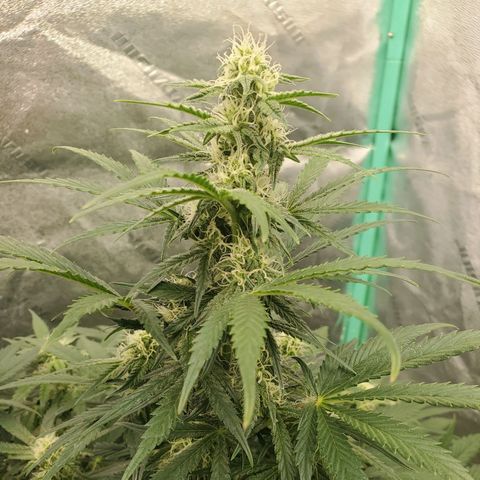 Zamaldiberry Auto 🍒 1 growlog timeline photo