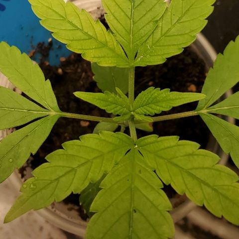 Dragon Mints 4💥 [4/29] growlog timeline photo