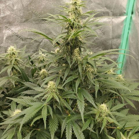 Zamaldiberry Auto 🍒 1 growlog timeline photo