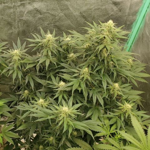 Zamaldiberry Auto 🍒 1 growlog timeline photo
