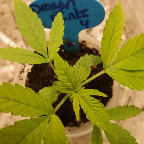 Dragon Mints 4💥 [4/29] growlog timeline photo